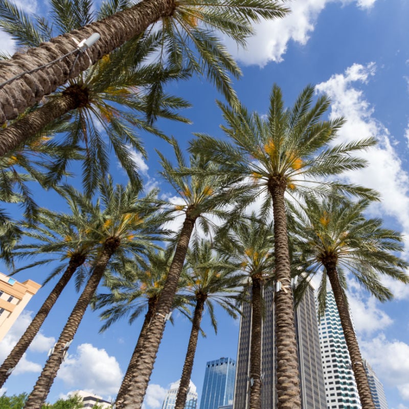 palm trees in downtown tampa