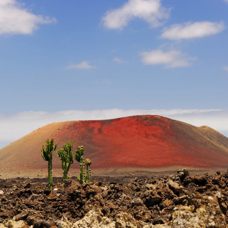 volcanic landscape with cacti in lanzarote