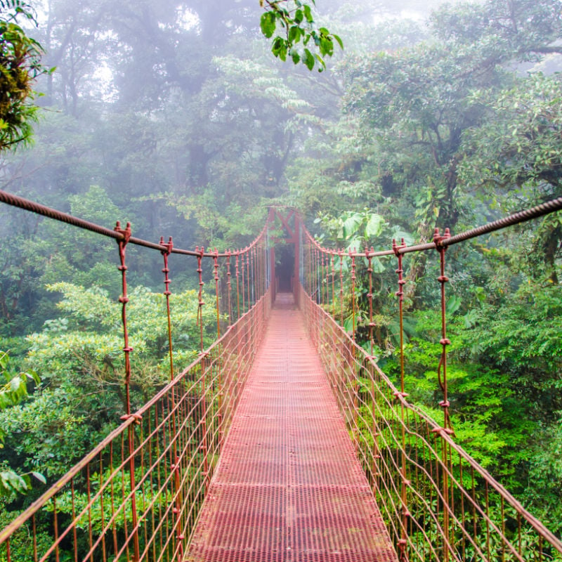 Bridge In A Rainforest In Costa Rica, Monteverde, Central America