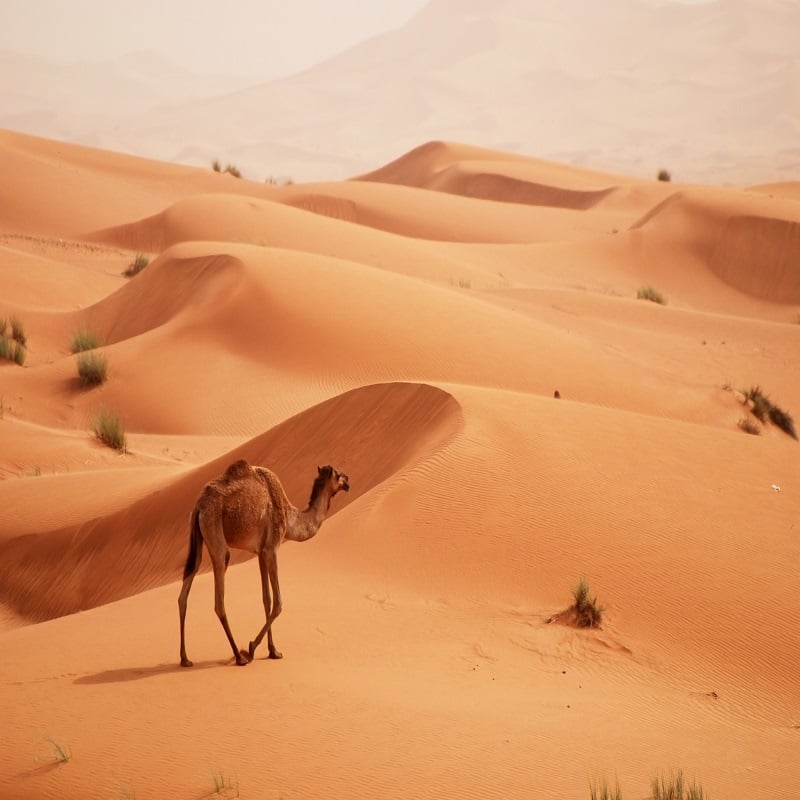 Camels In Dubai