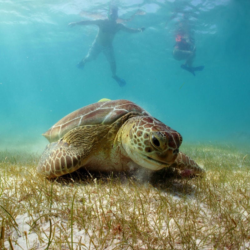 Sea Turtle in Akumal