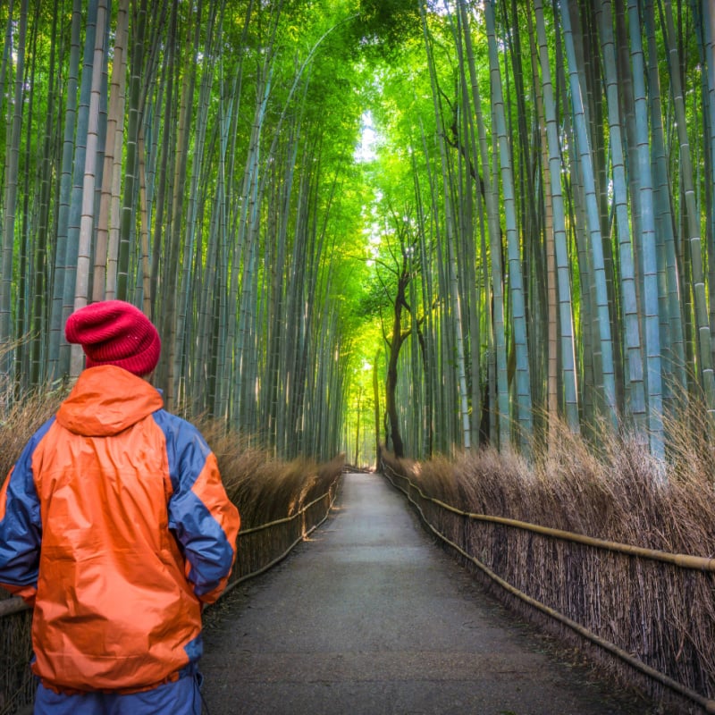 Solo Male Traveler standing from behind at the green bamboo forest in Arashiyama, Kyoto, Japan