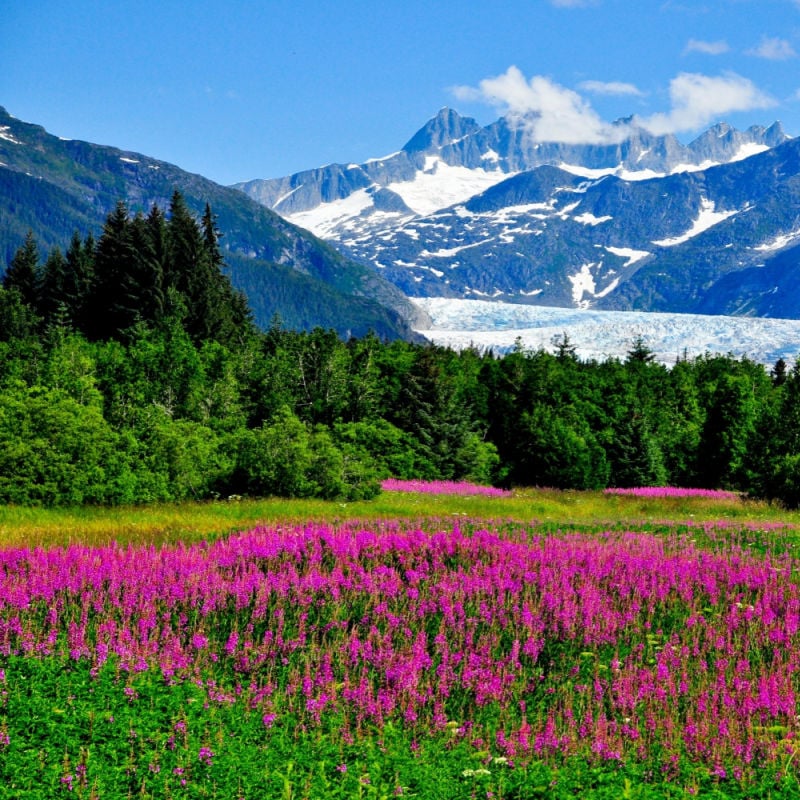 Flowery-Meadow-In-Lupine-Alaska-With-Mountains