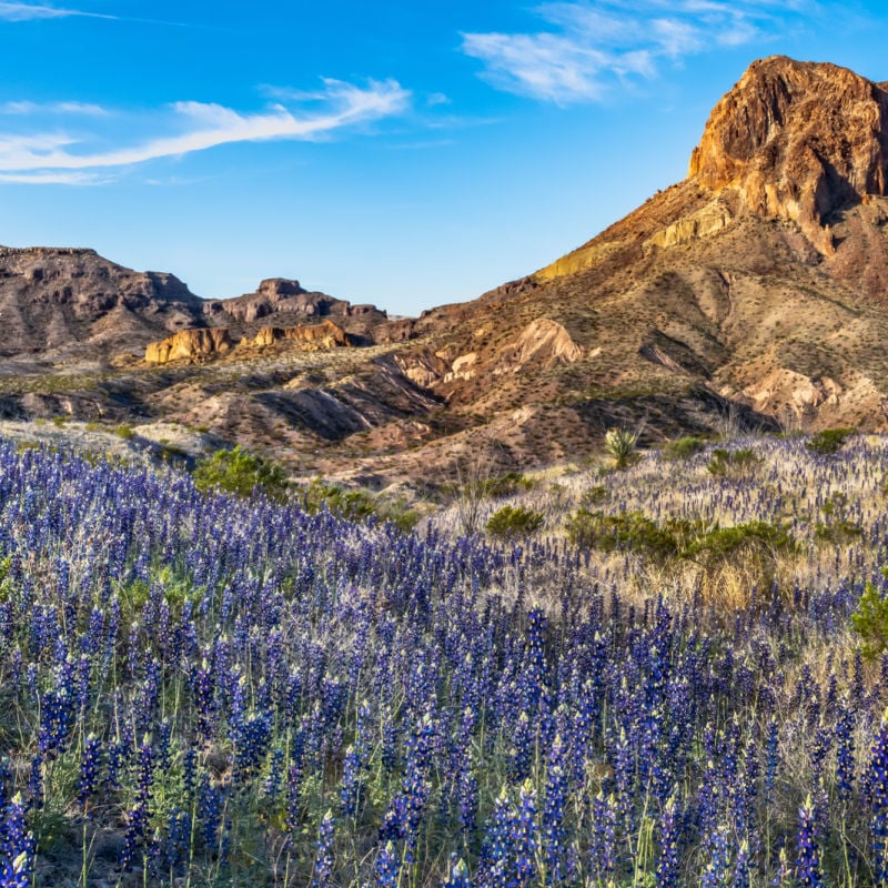 field of bluebonnets in big bend national park