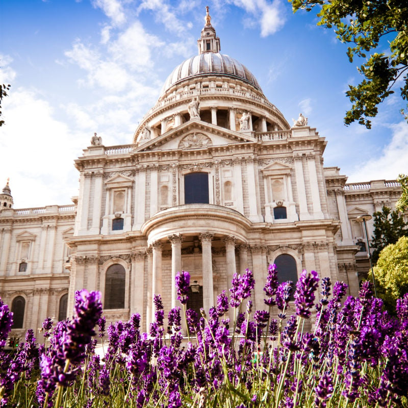 st pauls cathedral in london with purple flowers in the foreground