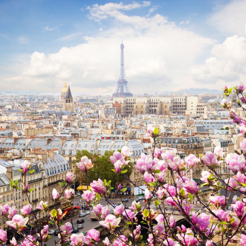 view of the paris skyline with pink blossom in the foreground france