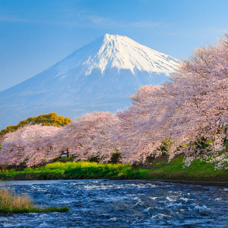 Cherry blossoms or Sakura and Mountain Fuji at the river 