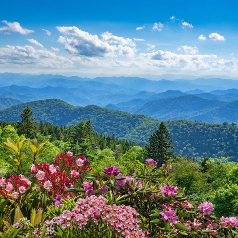 Great Smoky Mountains vista with wildflower blooms