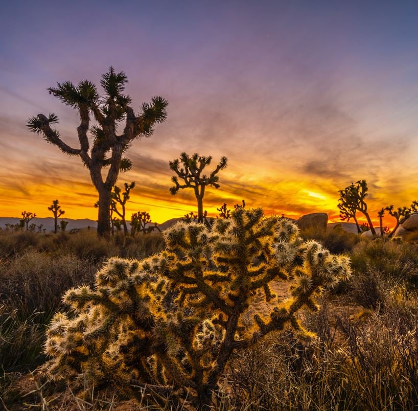 Joshua Tree National Park