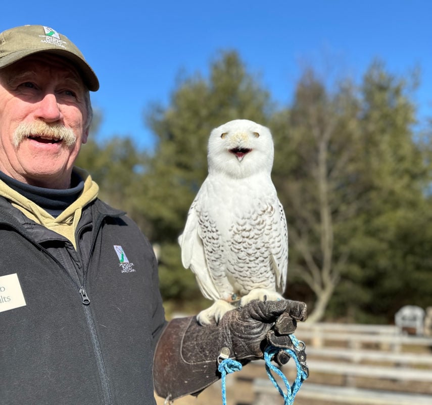 Oslo The Snowy Owl at The Open Door Bird Sanctuary