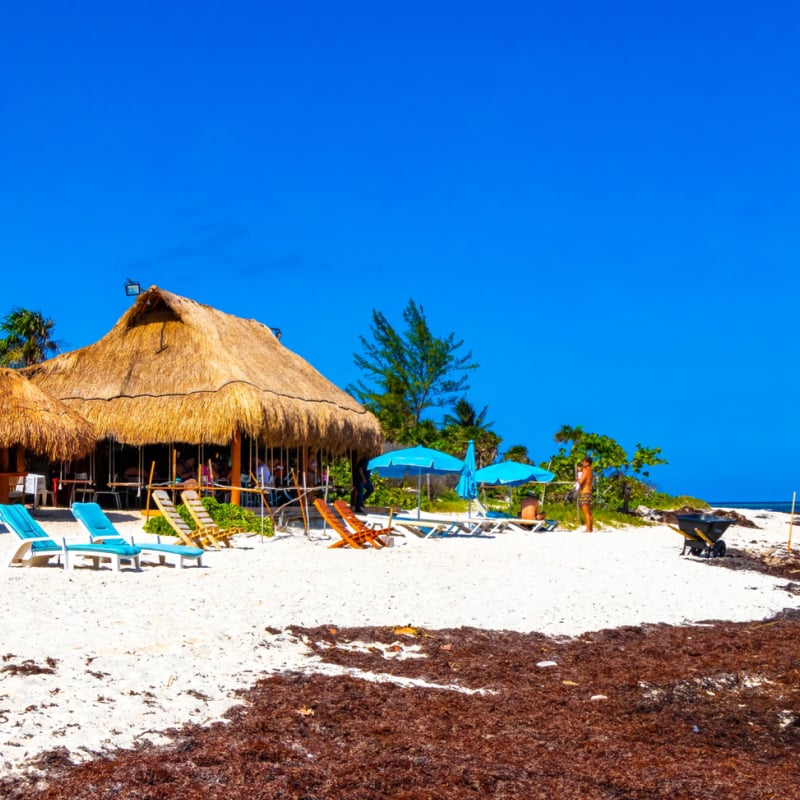 sargassum washed up on beach in mexico