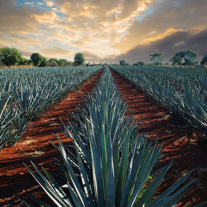 Agave fields of Jalisco