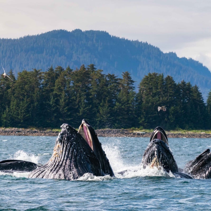 four humpback whales all coming out of the water in alaska