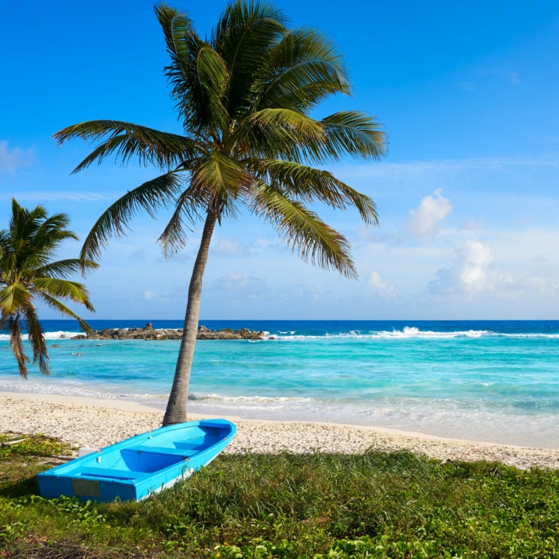 palm tree in cozumel