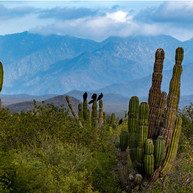 sierra de la laguna baja california sur mexico