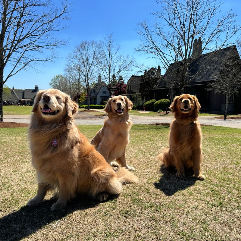 Golden Retrievers at Barnsley Resort