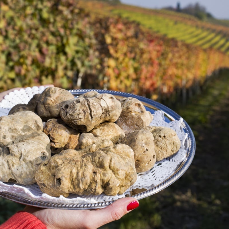White truffles on a tray in Alba Italy