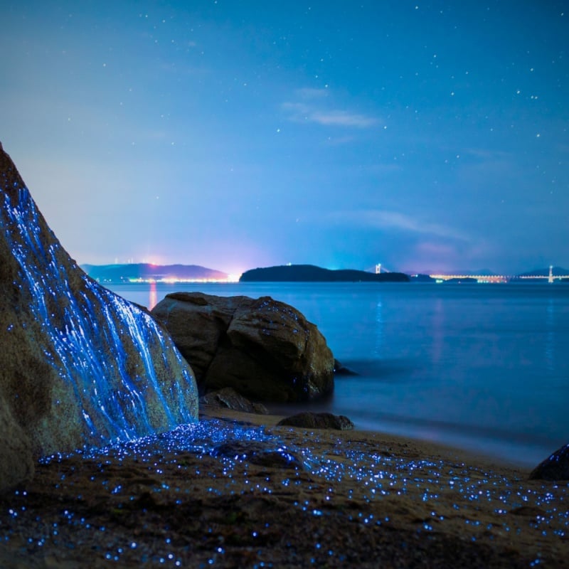 bioluminescent beach in puerto rico