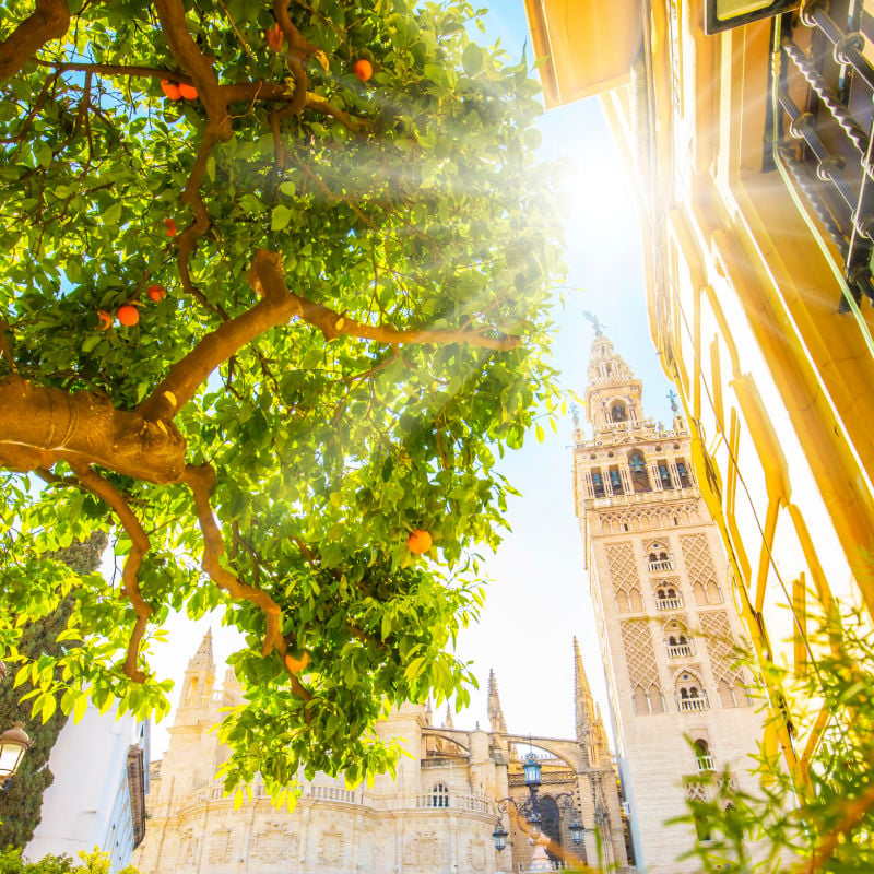 orange trees in seville