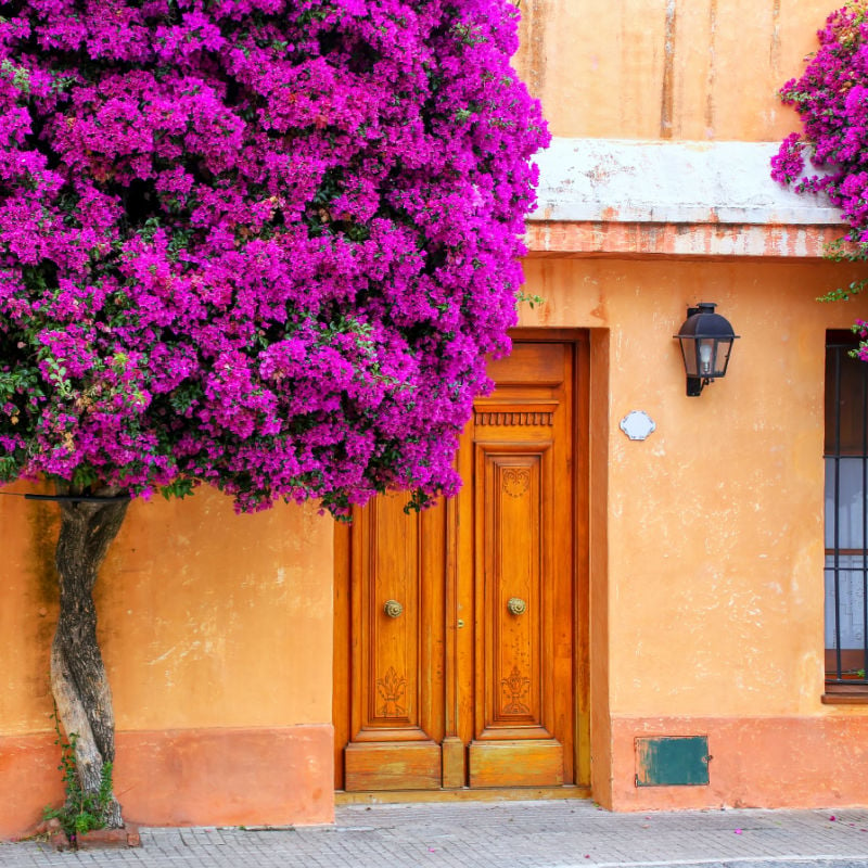 Colorful Tree In Colonia Del Sacramento, Uruguay, South America