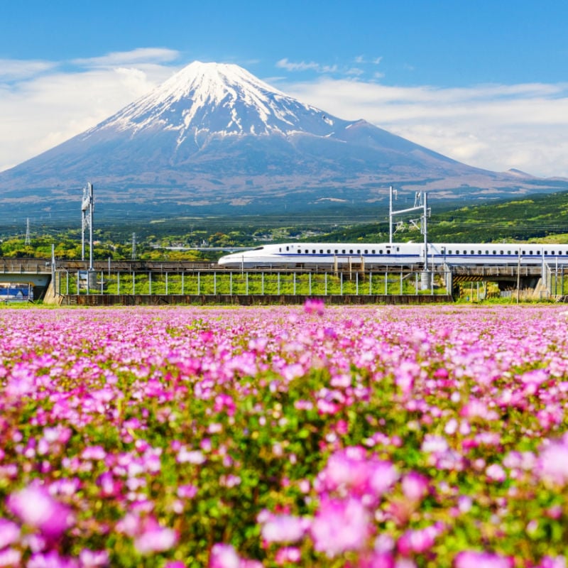 Japanese-bullet-train-passing-over-flower-field-in-front-of-mount-fuji.