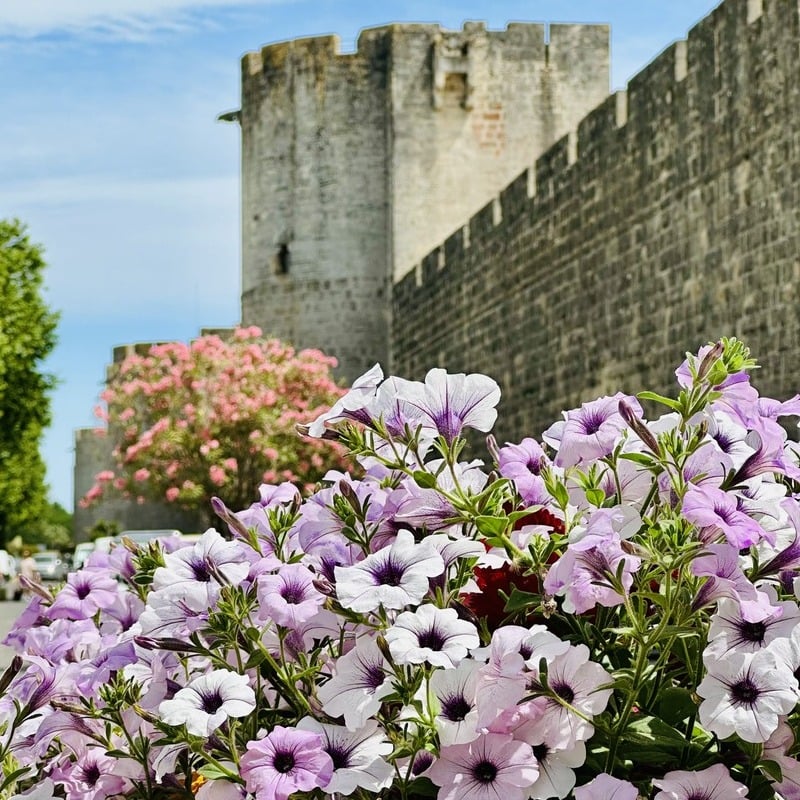 Medieval Ramparts In Aigues-Mortes Framed By Flowers, Southern France, Southern Europe