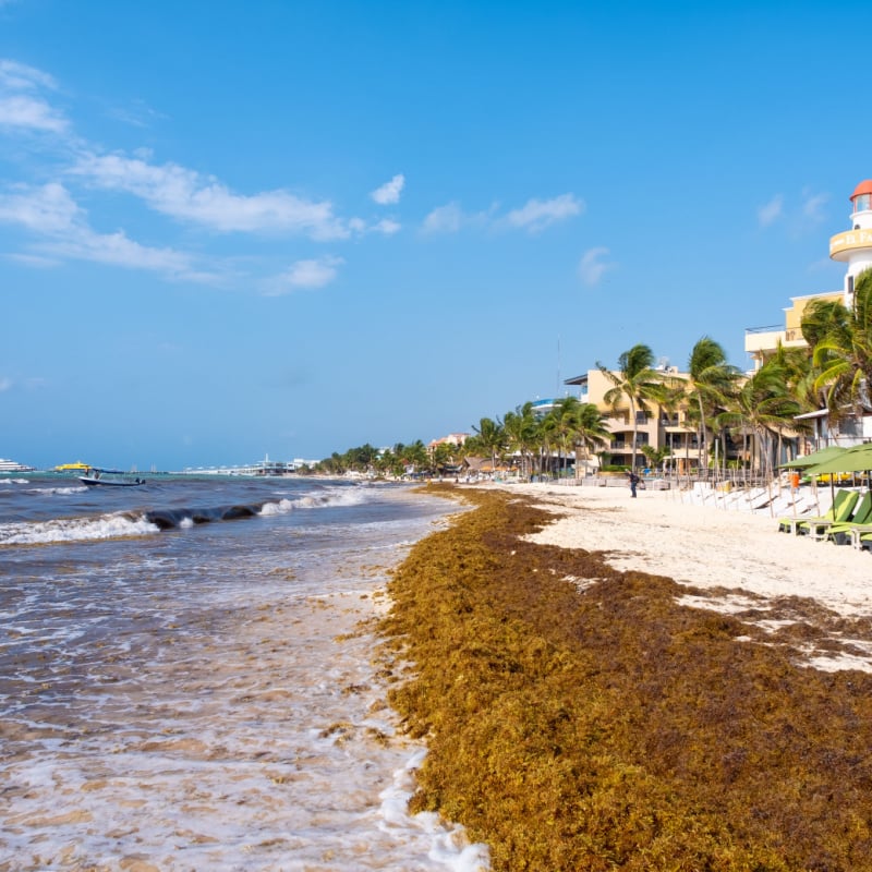 The beach at Playa del Carmen invaded by Sargassum seaweed