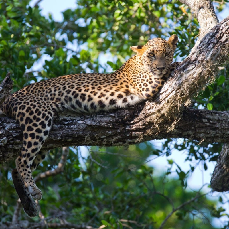 The leopard lies on a large tree branch. Sri Lanka