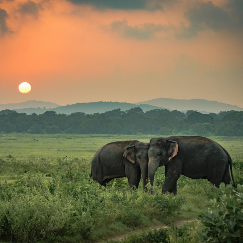 Two elephants in Sri Lanka