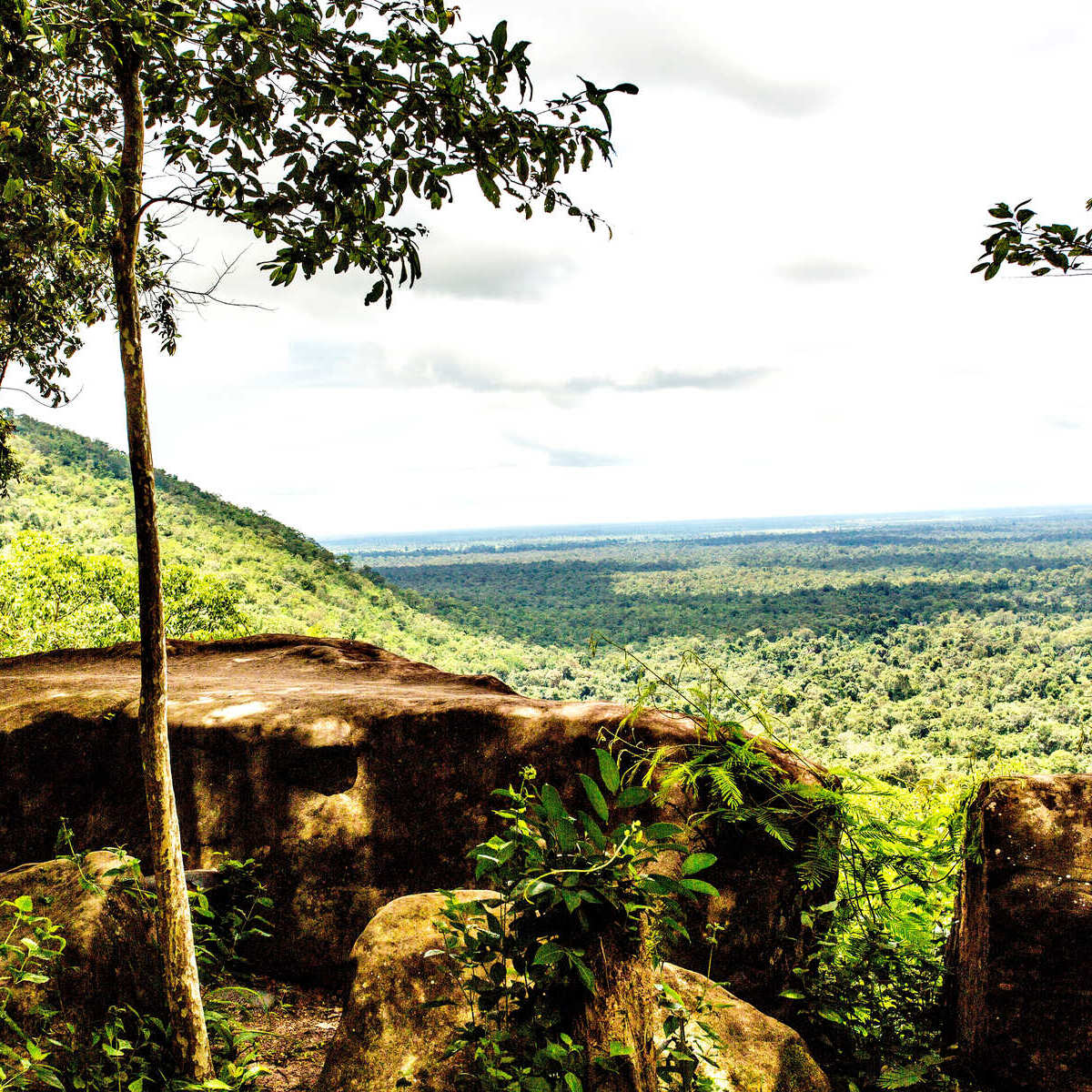 View Of A Natural Area Or Jungle In Cambodia, Southeast Asia