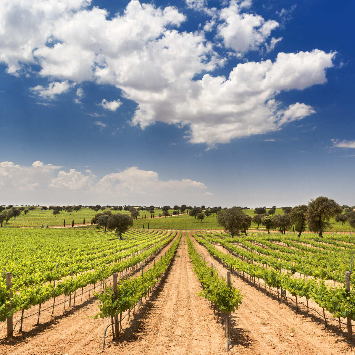 Vineyard In Castilla La Mancha, A Wine Region Of Spain, Southern Europe.jpg