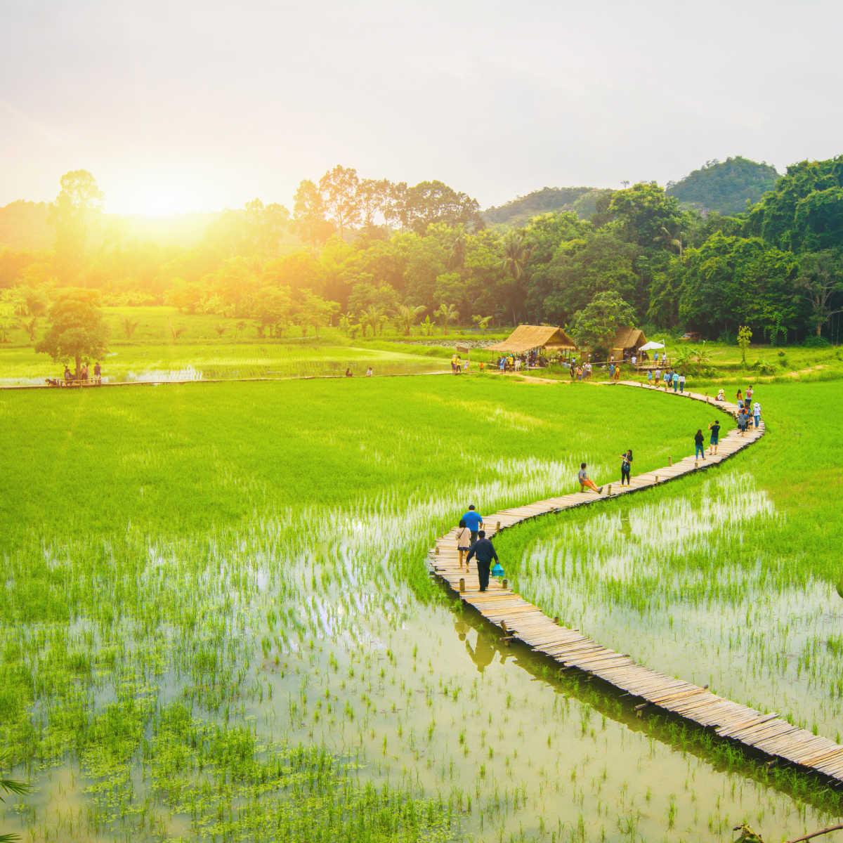 Winding bridge over rice fields - Nakhon Nayok, Thailand