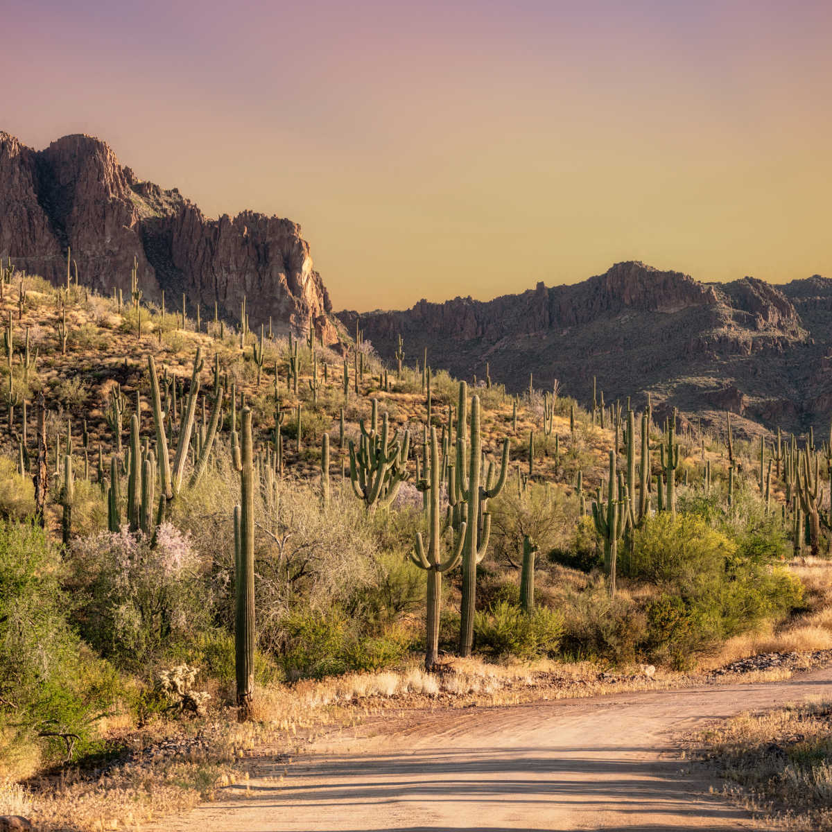 Dozens of cacti along hiking trail in Saguaro National Park