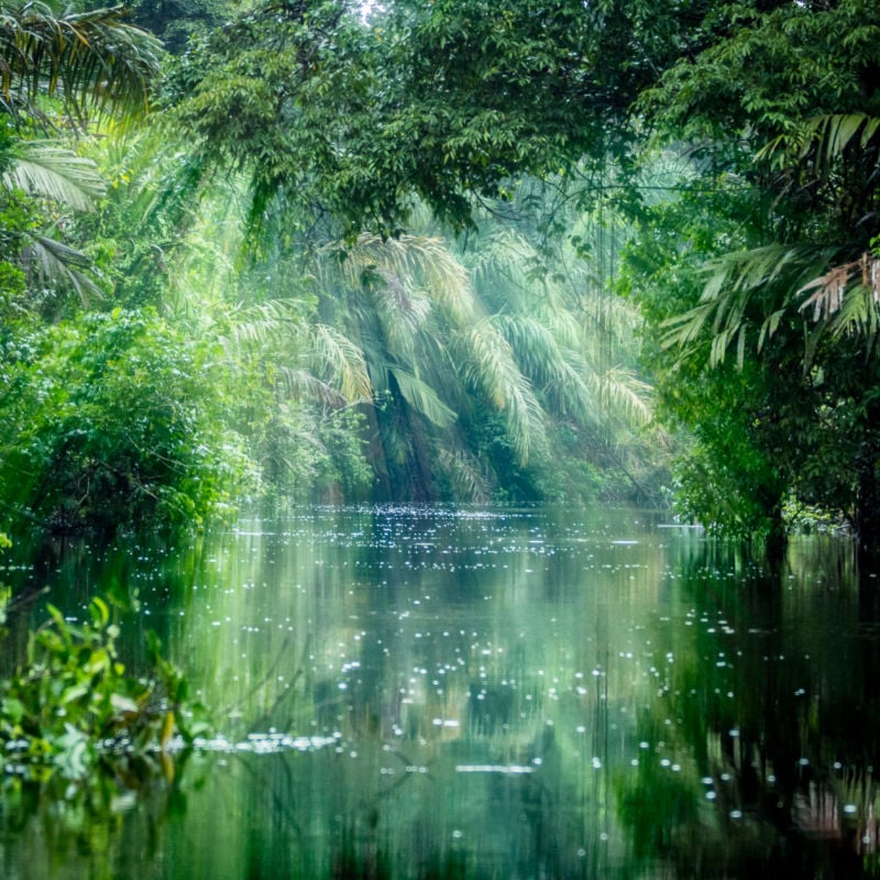 Tortuguero National Park, Rainforest, Costa Rica, Caribbean coast, Central America