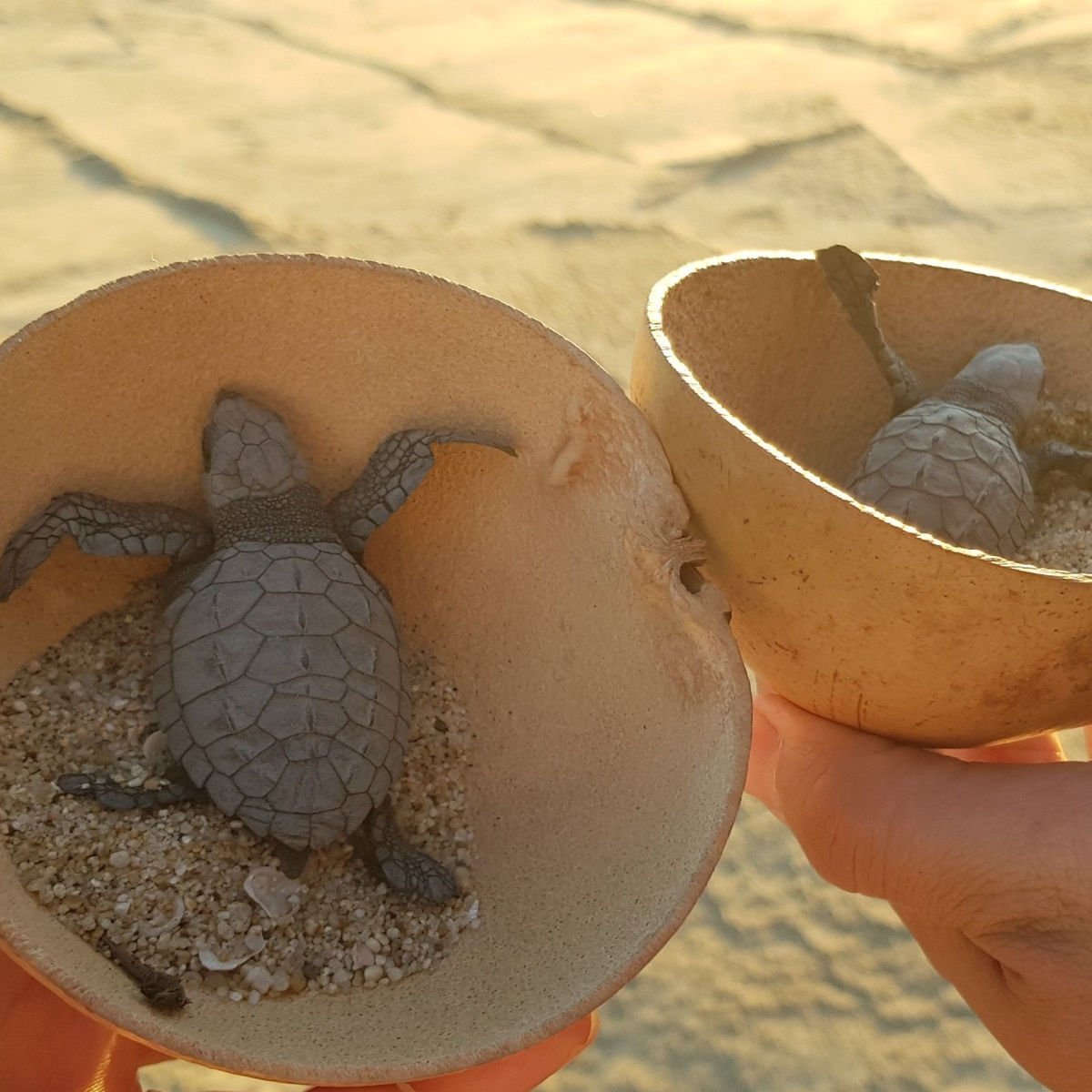 baby sea turtles of the turtle conservation project in the Bacocho beach, Puerto Escondido, Mexico.