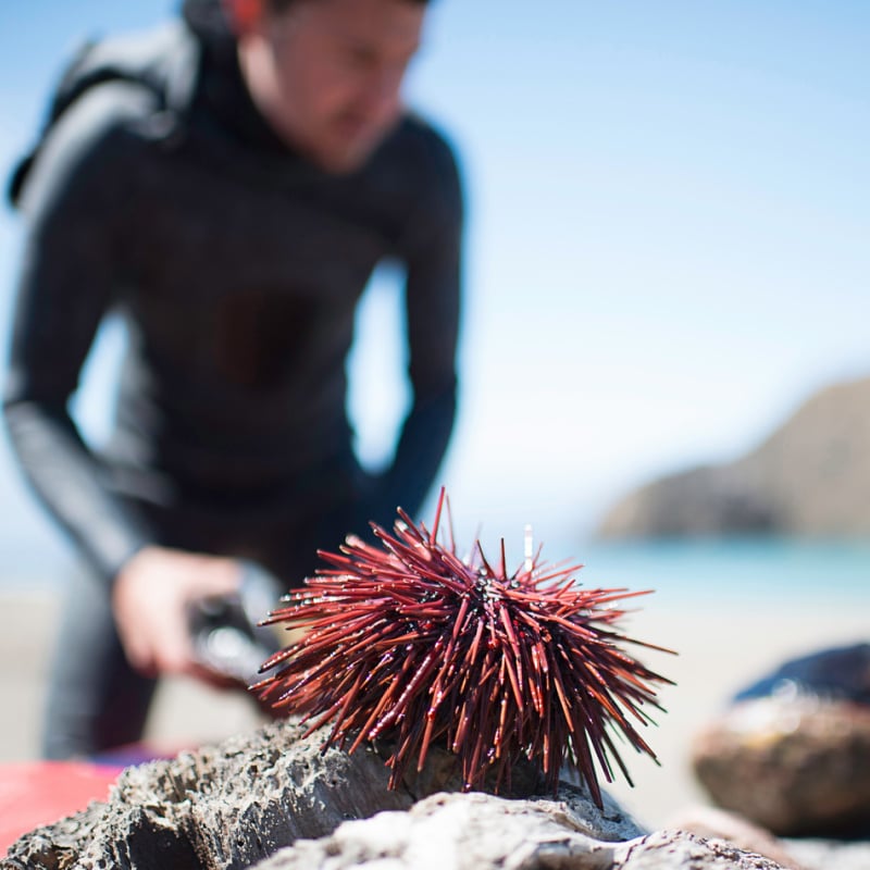 Diver catching Sea anemone in Elk, CA 