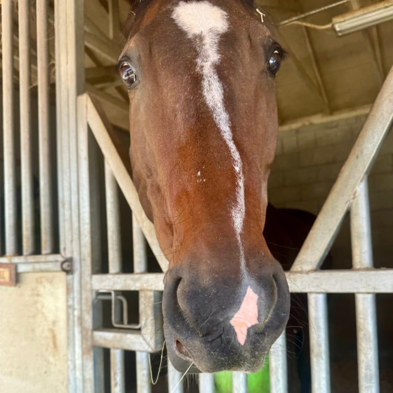 Horse feeding at Fairmont Grand Del Mar