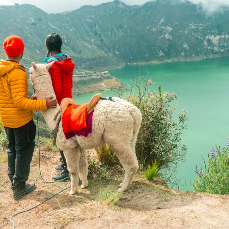 Couple with a cute llama on the edge of Quilotoa lake and volcano crater, with view of mountains, from viewpoint. Shot in Ecuador.